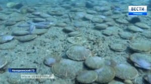 В районе мыса Астафьева учёные провели исследование морской акватории и дна.